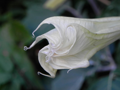 Datura species found in Jack's Canyon AZ