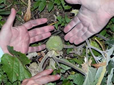 Datura seed pod