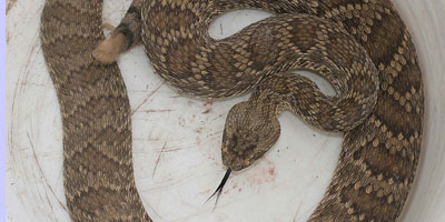 Snake in a bucket